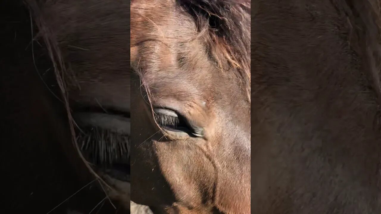 Arab pony photo bombs video