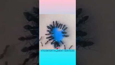 Ant in Action