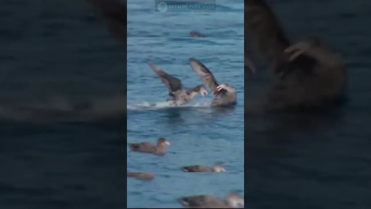 Focas tocam o terror pra cima de pinguins