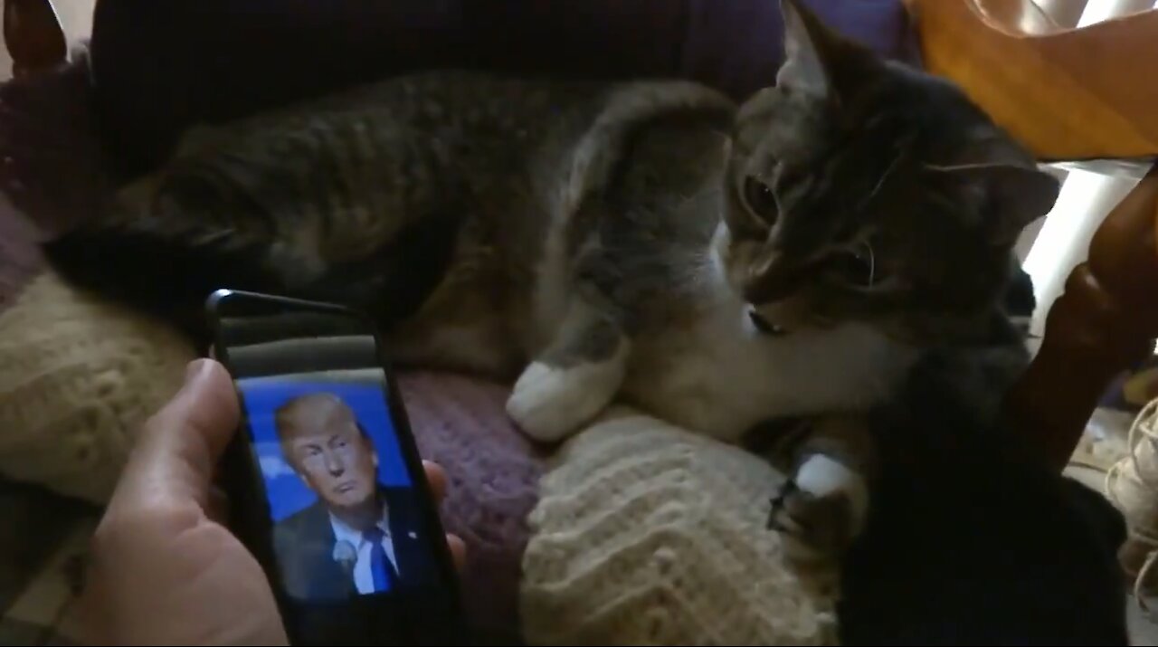 This Cat HATES trump