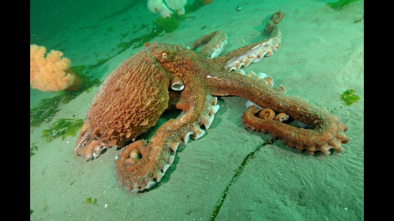 Octopus