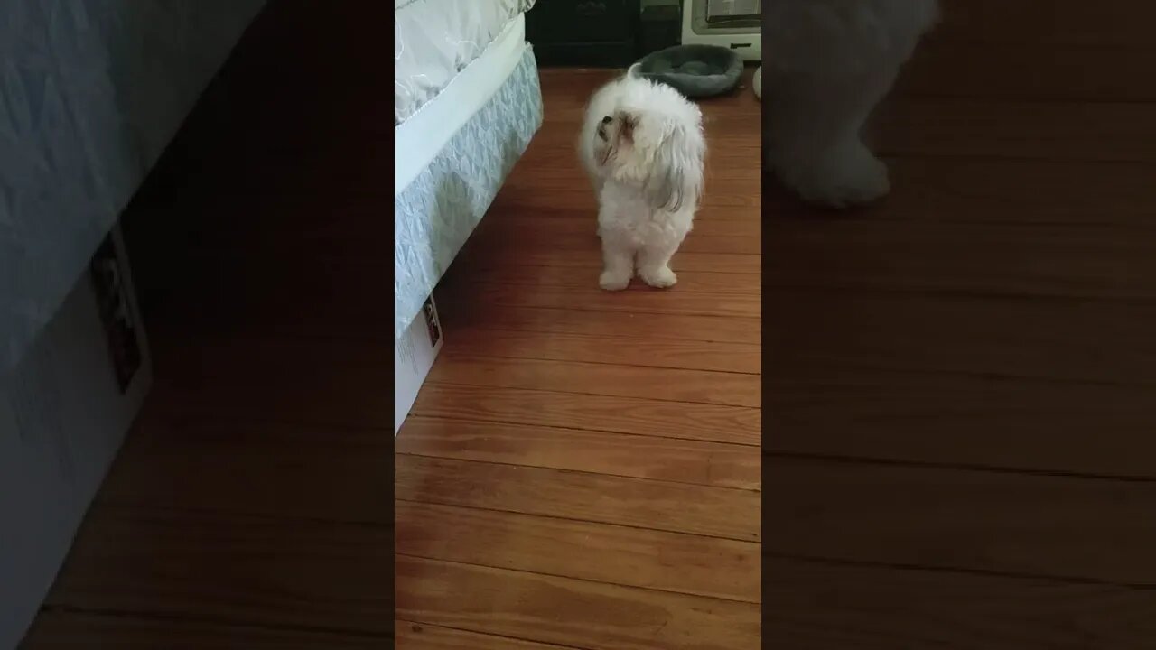 OH NO!!! The BALL rolled under the BED:-( #petlovers