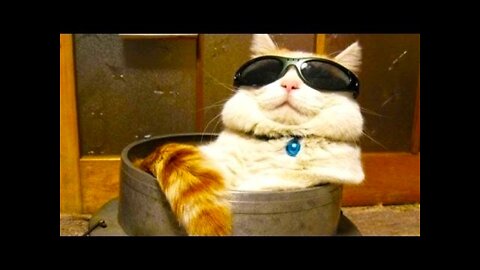 Cats video | cute cats funny video