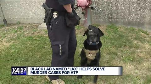 Black Lab named Jax helps solve murder cases for ATF