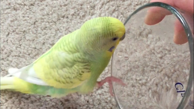 Cute parakeet takes a bath in owner's glass of water