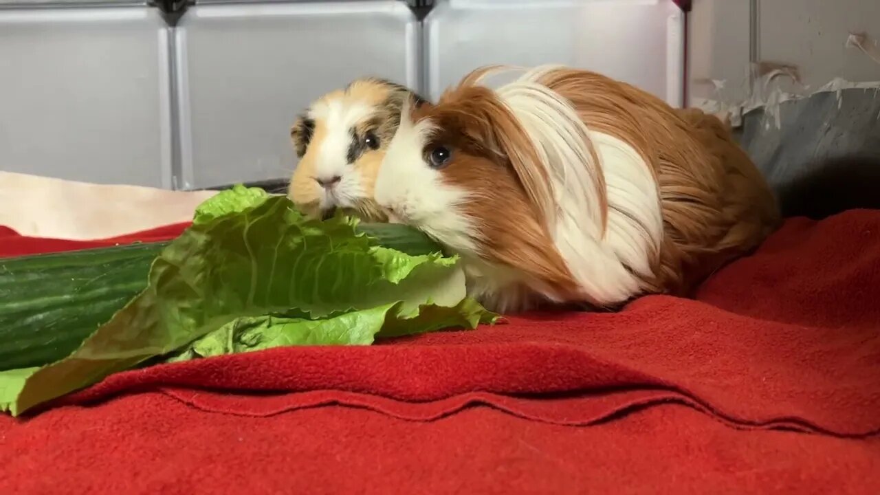 Guinea pigs eating cucumber 🥒 to refresh themselves