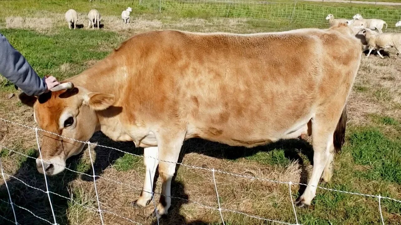 How to Start a Pasture Raised Farm with Darby Simpson