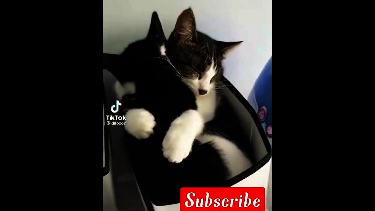 kiss me more|cats love babies|Baby cat in love|cute cat|pet videos|shorts,tik-tok, YouTube shorts,