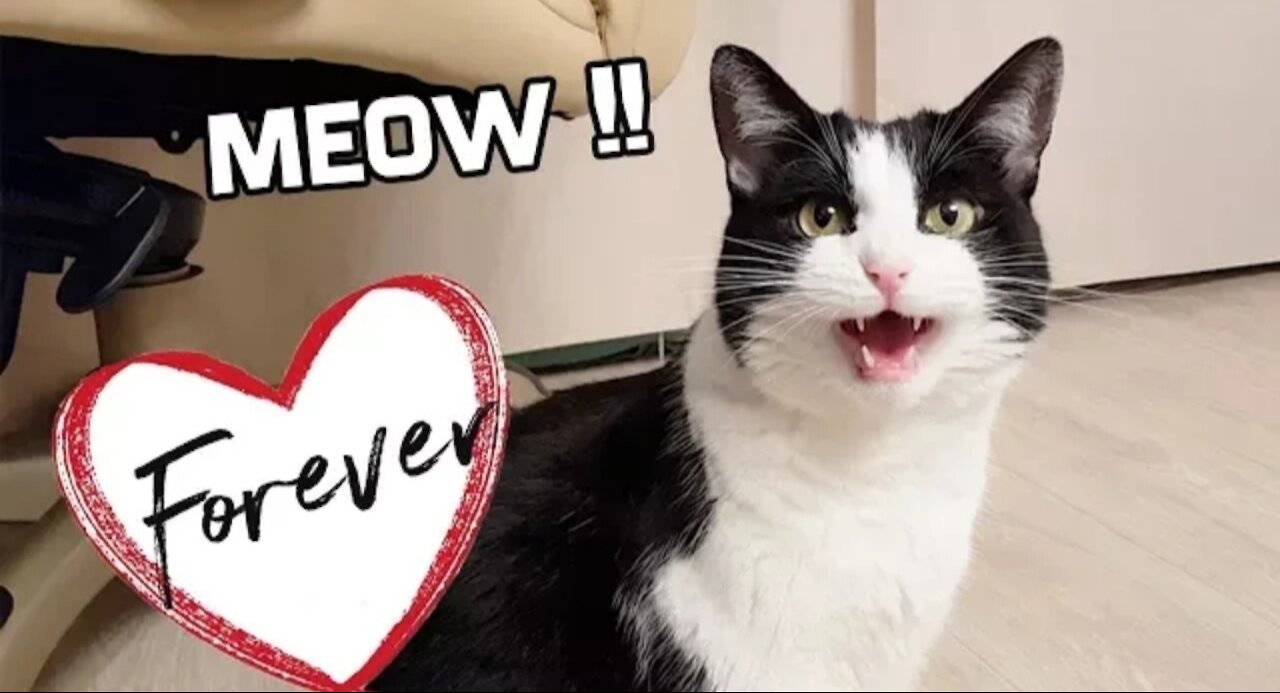 Sweet cat Meow Forever !!