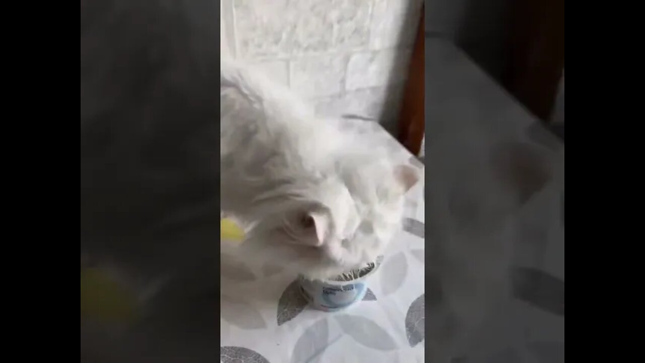 WHAT did this cat get into?😹 - [try hard not to Laugh] 😂 - Funny Cat Video