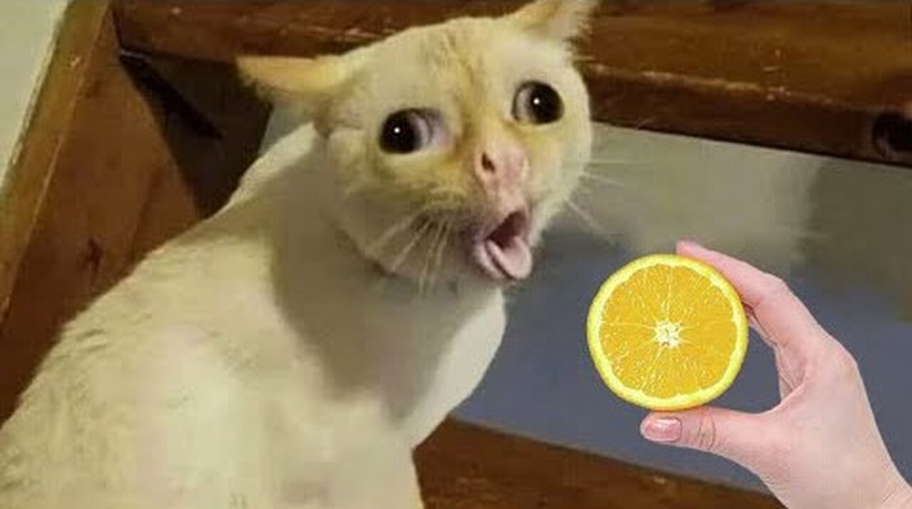 New Funny Animals 😄 Funniest Cats and Dogs 2023 😻🐶