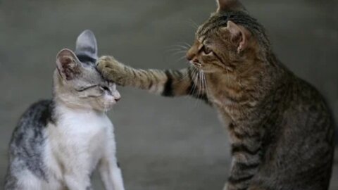 FIND OUT HOW TO CARE FOR YOUR CAT ON THE WEBSITE BELOW #Shorts