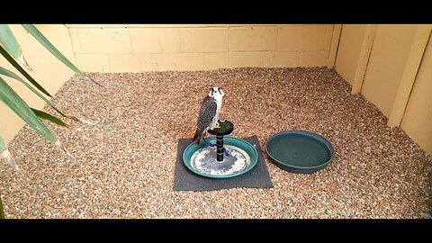 Rare Breeds Centre