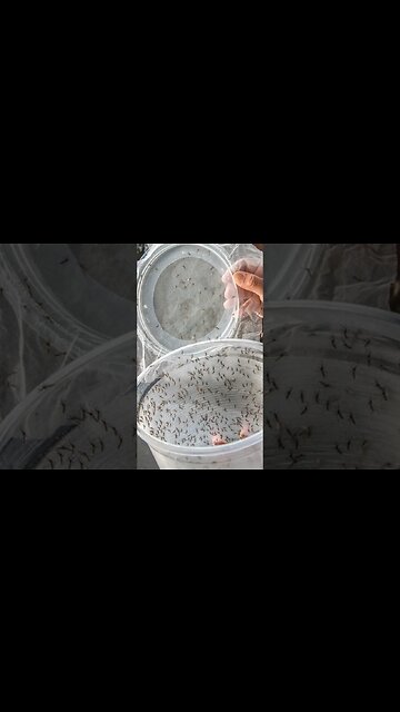 Genetically Modified Mosquito Outbreak?! 🦟 #shorts