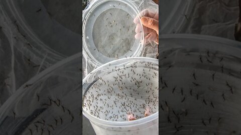 Genetically Modified Mosquito Outbreak?! 🦟 #shorts