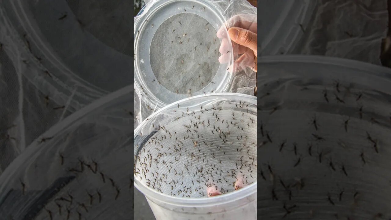 Genetically Modified Mosquito Outbreak?! 🦟 #shorts