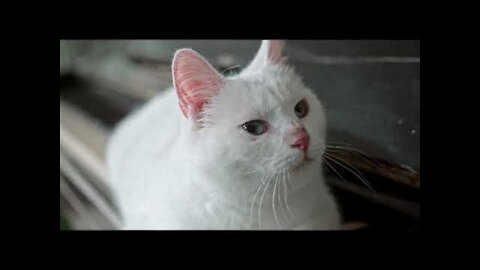 Cute cat video - cute cat funny videos animals - Viral Funny videos 2022.