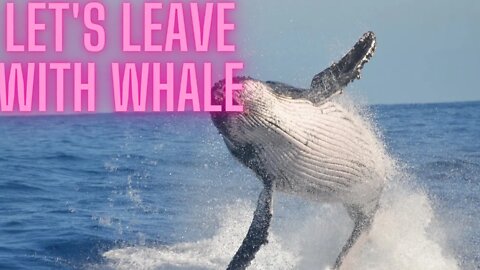 Let's live with whale l #sabircool