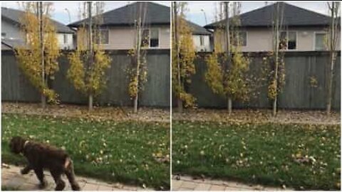 Man throws leaves over neighbor's fence after an argument