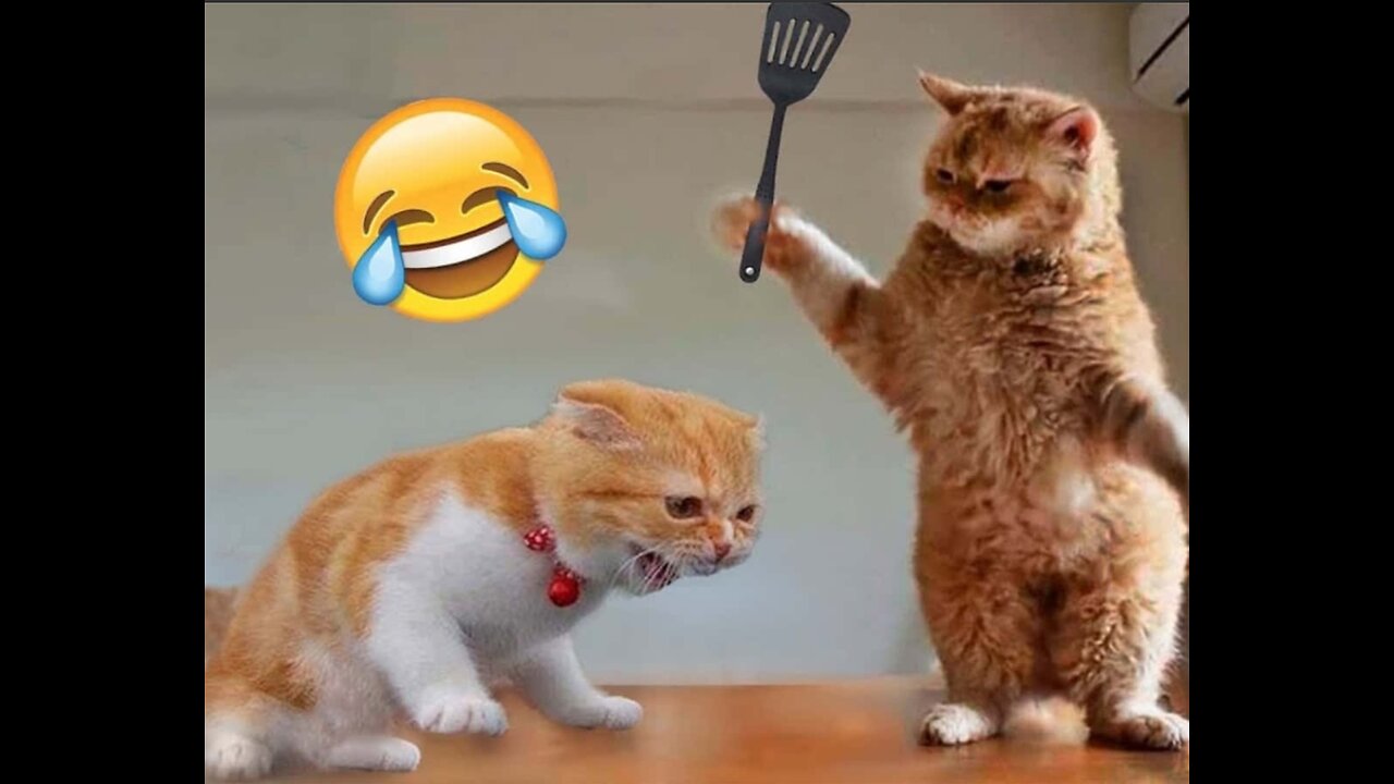 Cats funny mamenty