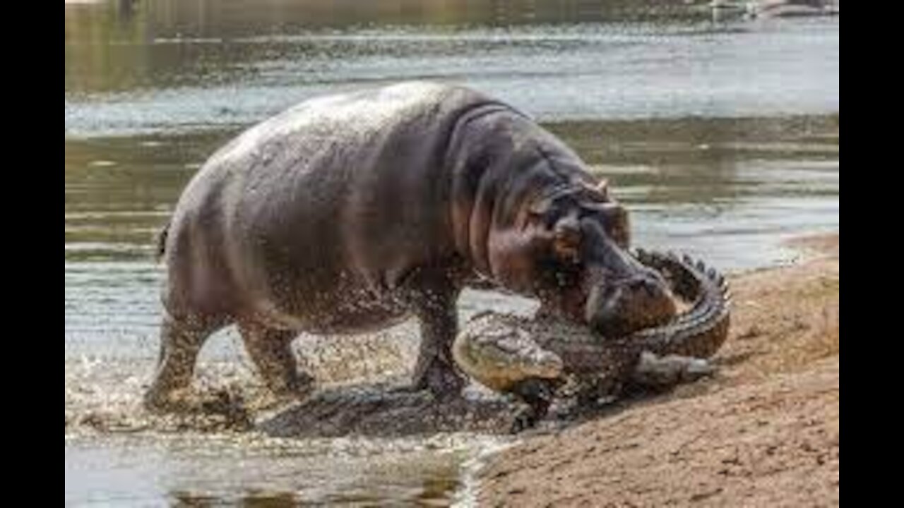 Crocodile was fiercely attacked by Buffalo herds to invade quagmire territory -