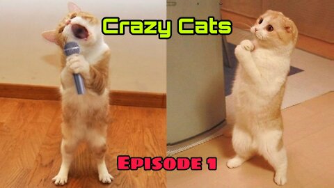 Funniest cats 2021 episode 1 | funny cats| funny pets | fun time with animals