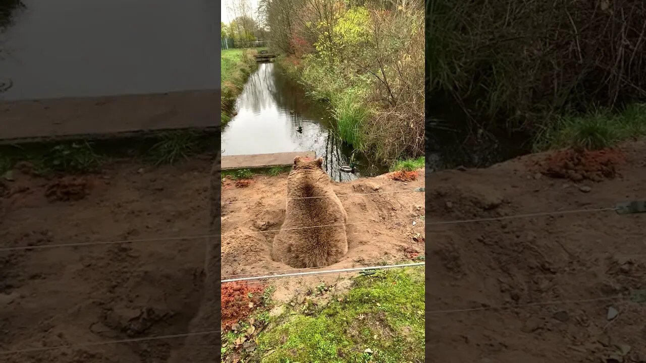 Bear Watches Ducks
