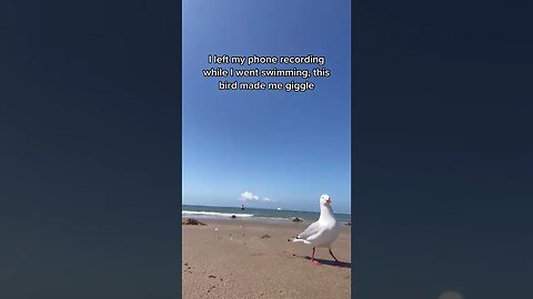 Funny Bird Tiktok kayaksaccount