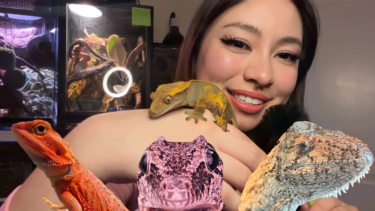 ASMR Showing My Reptiles🦎 | Soft Whispers