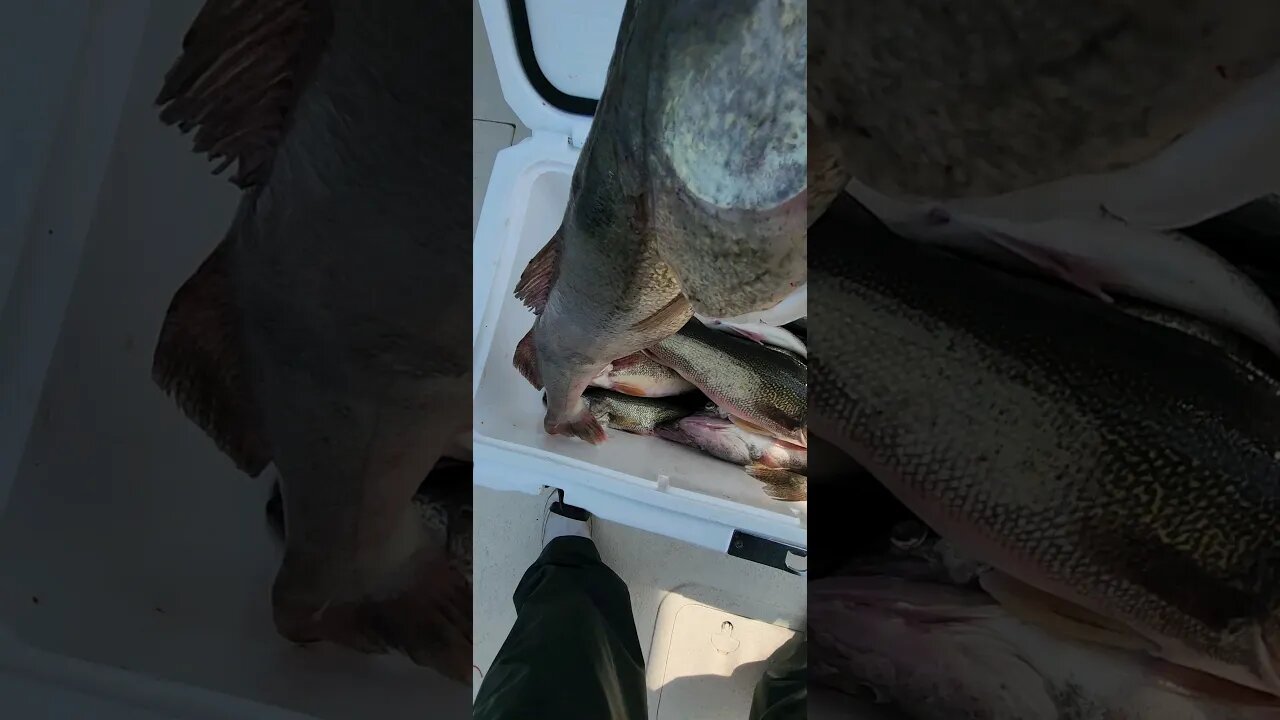 Well much better day today! 31 of their 36 Lake Erie Walleye! The bite is best early! Get em!