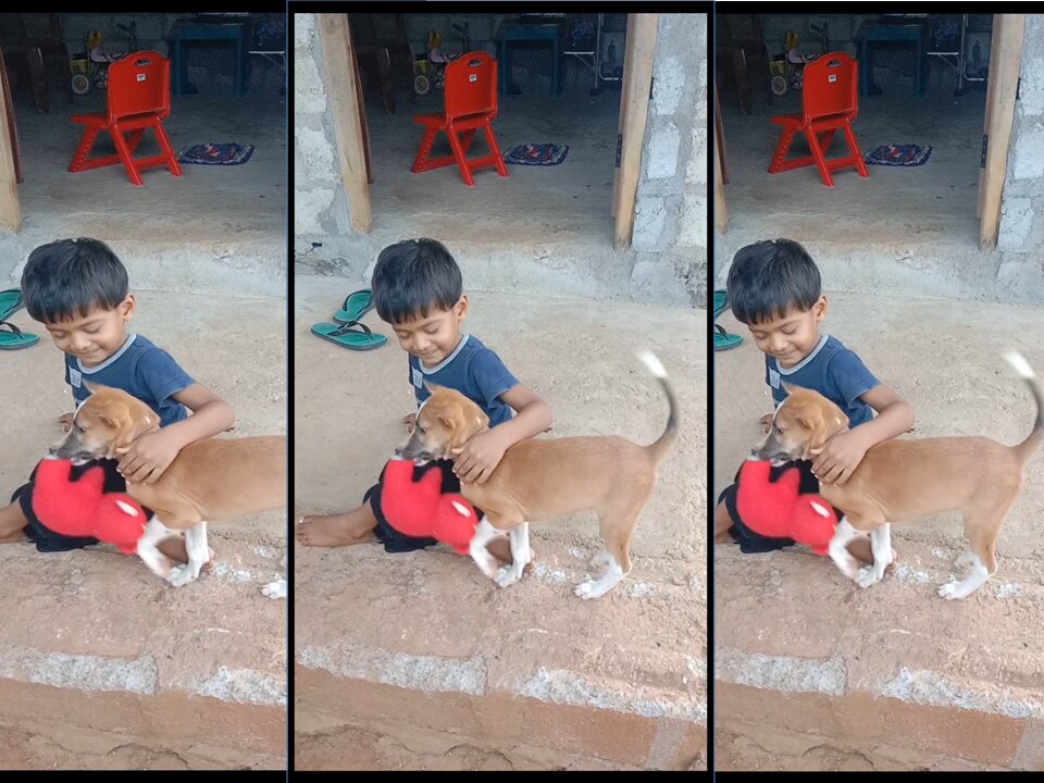 Funny dog nomal