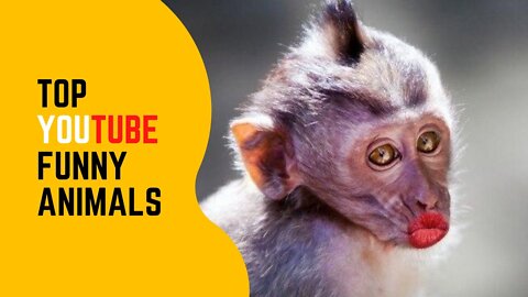 🦝 TRY NOT TO LAUGH - 🐶 Funny and Cute Animal Videos Compilation