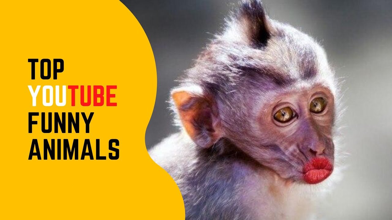 🦝 TRY NOT TO LAUGH - 🐶 Funny and Cute Animal Videos Compilation