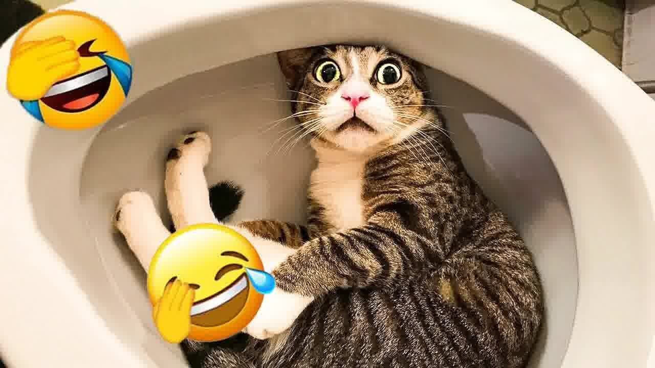 🐈😘 Funniest Animals 2023 🙀🤣 Funniest Animals