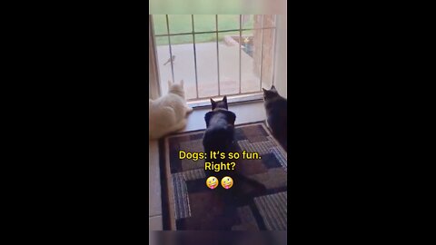 Most funniest dog video ever in 2022