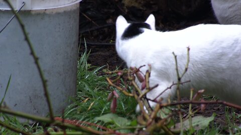 two cat in backyard