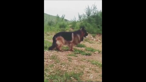WHY.ARE.YOU.SO.CUTE??? #Puppy #Dogs #Shorts #Puppyvideo #Shortvideo #dog #doglover #cutedog #puppylo
