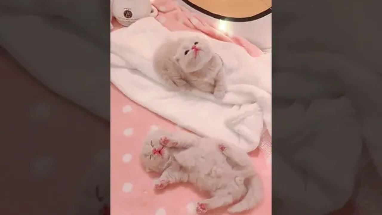 PLAYING CAT VIDEO MEAWWW