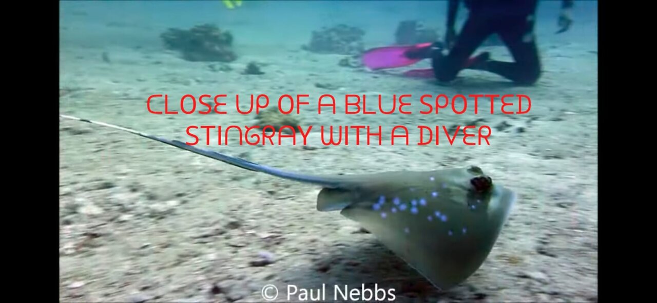 Close Up of a Blue Spotted Stingray with a diver