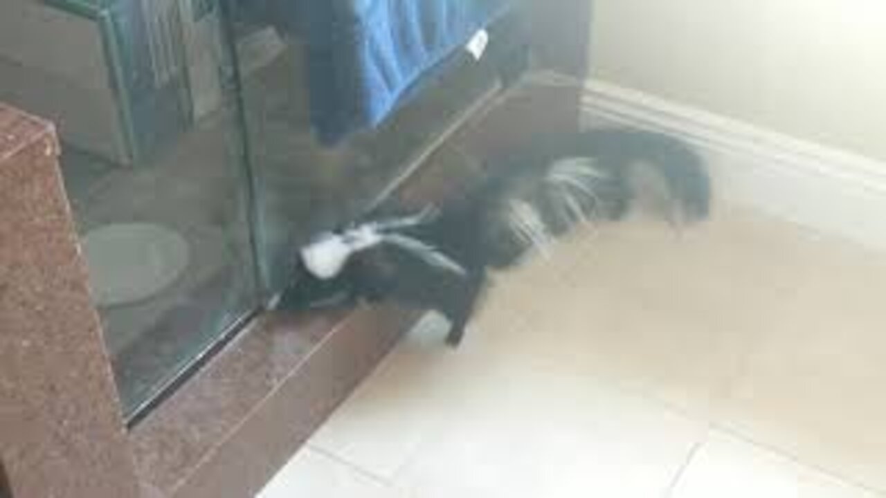 Wild Skunks In and Out of Our Shower Room