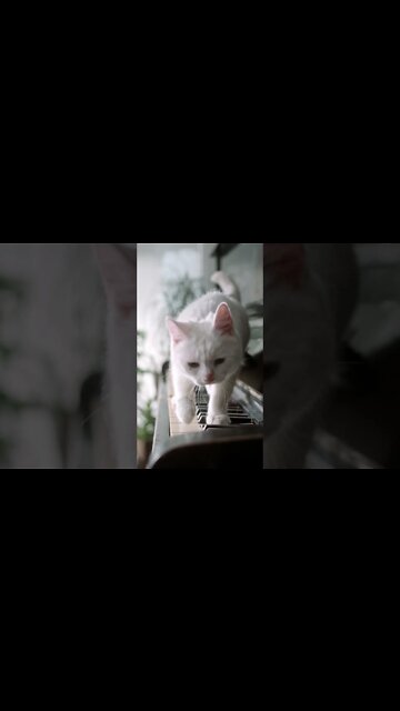 #Shorts #Cat #Peace #Love #Care