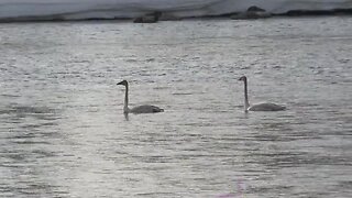 Swans flock to Henry's Fork