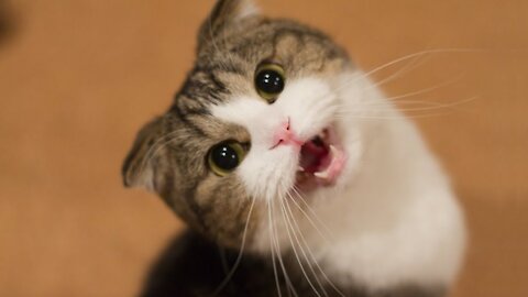 Baby Cats - Funny Cats Video