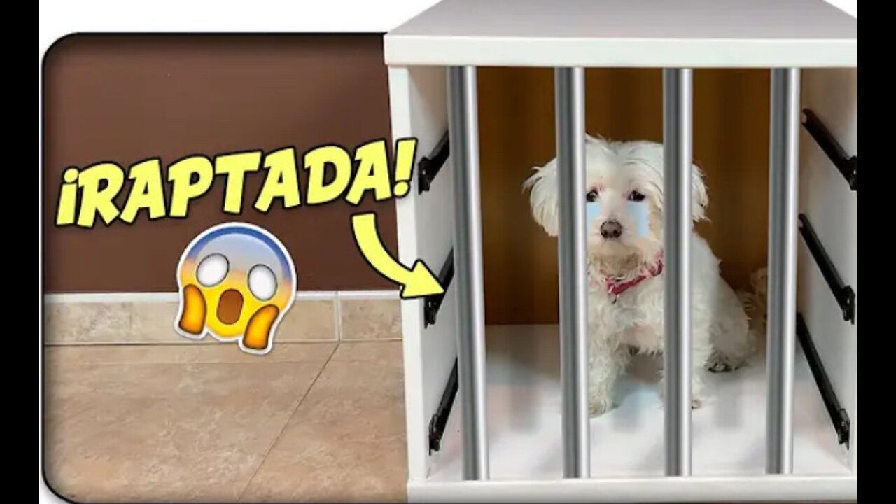 RAPTAN a Mi PERRO! NO ENCUENTRO a Dasha!πΆπ± Anima dogs