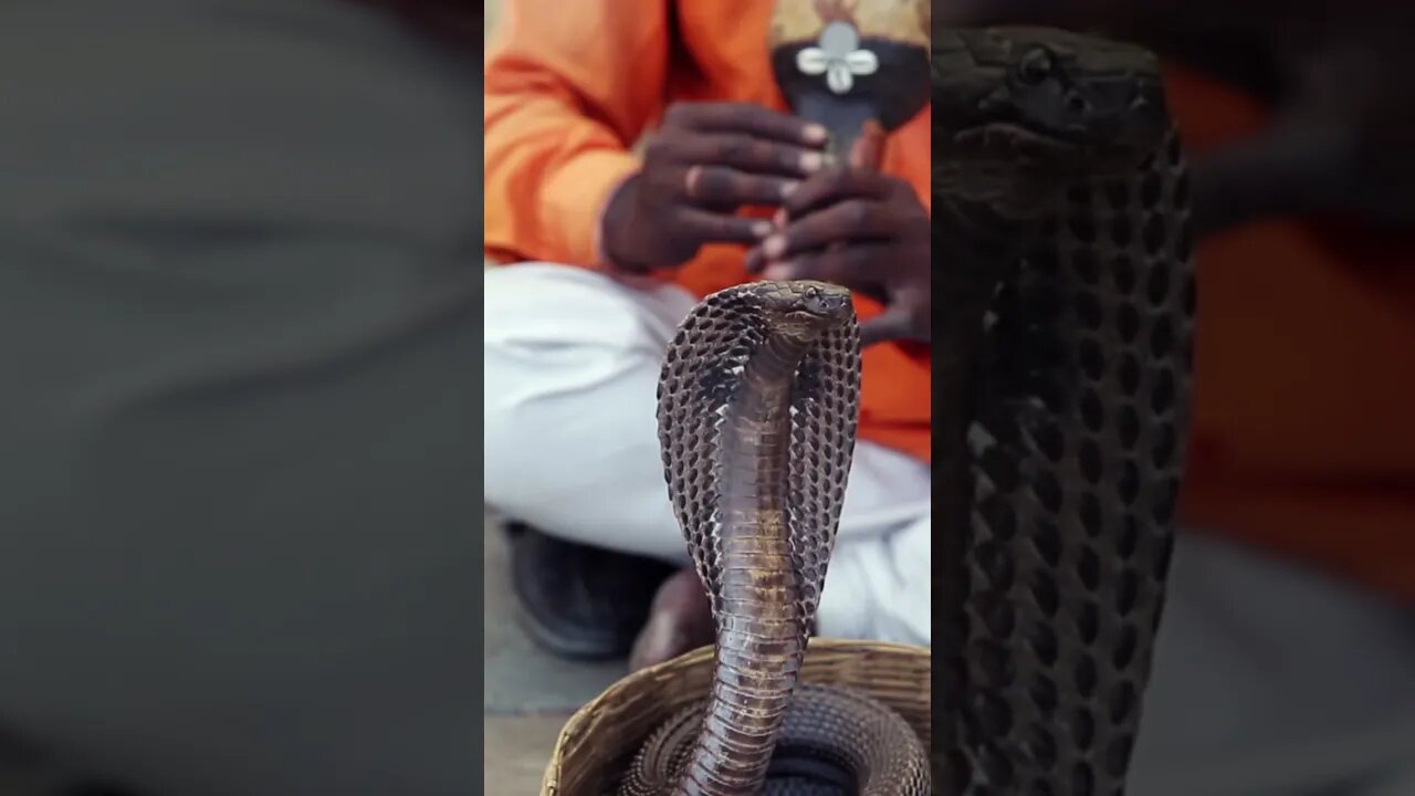 This Indian cobra's response to music will leave you speechless!