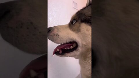 He sure is handsome #cutedogs #dogs #husky #pets #funnydogs #funnyhuskyvideo #huskylife #dogparents