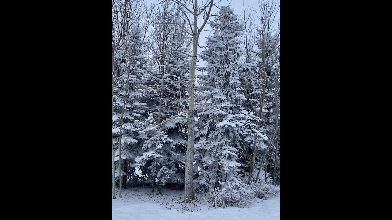 Beautiful Calgary winter wonderland ❄️ ⛄️ .