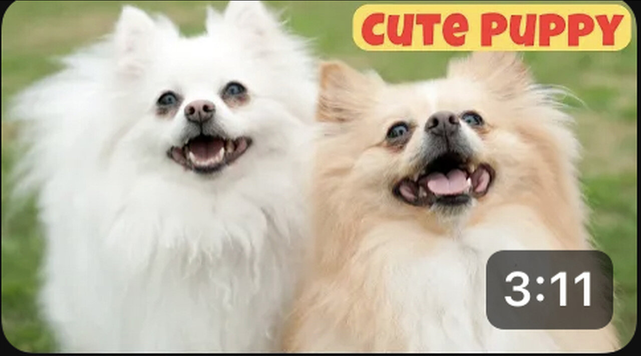 Cute Puppy - Funny and Cute Dog Videos Compilation 2023