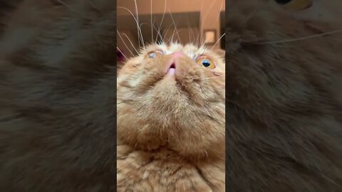 👁👄👁
