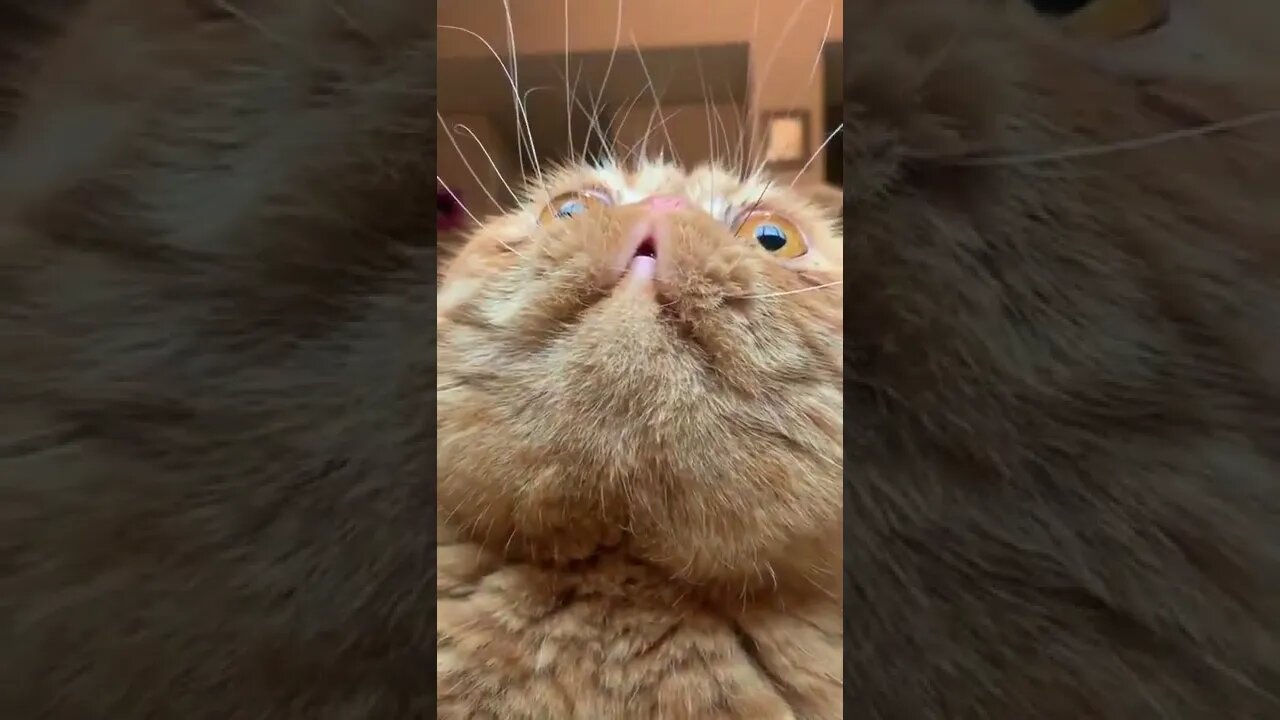 👁👄👁